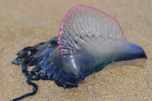 Португальський човен Португальський човен